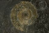 Ammonite Cluster (Dactylioceras) - Germany #131930-3